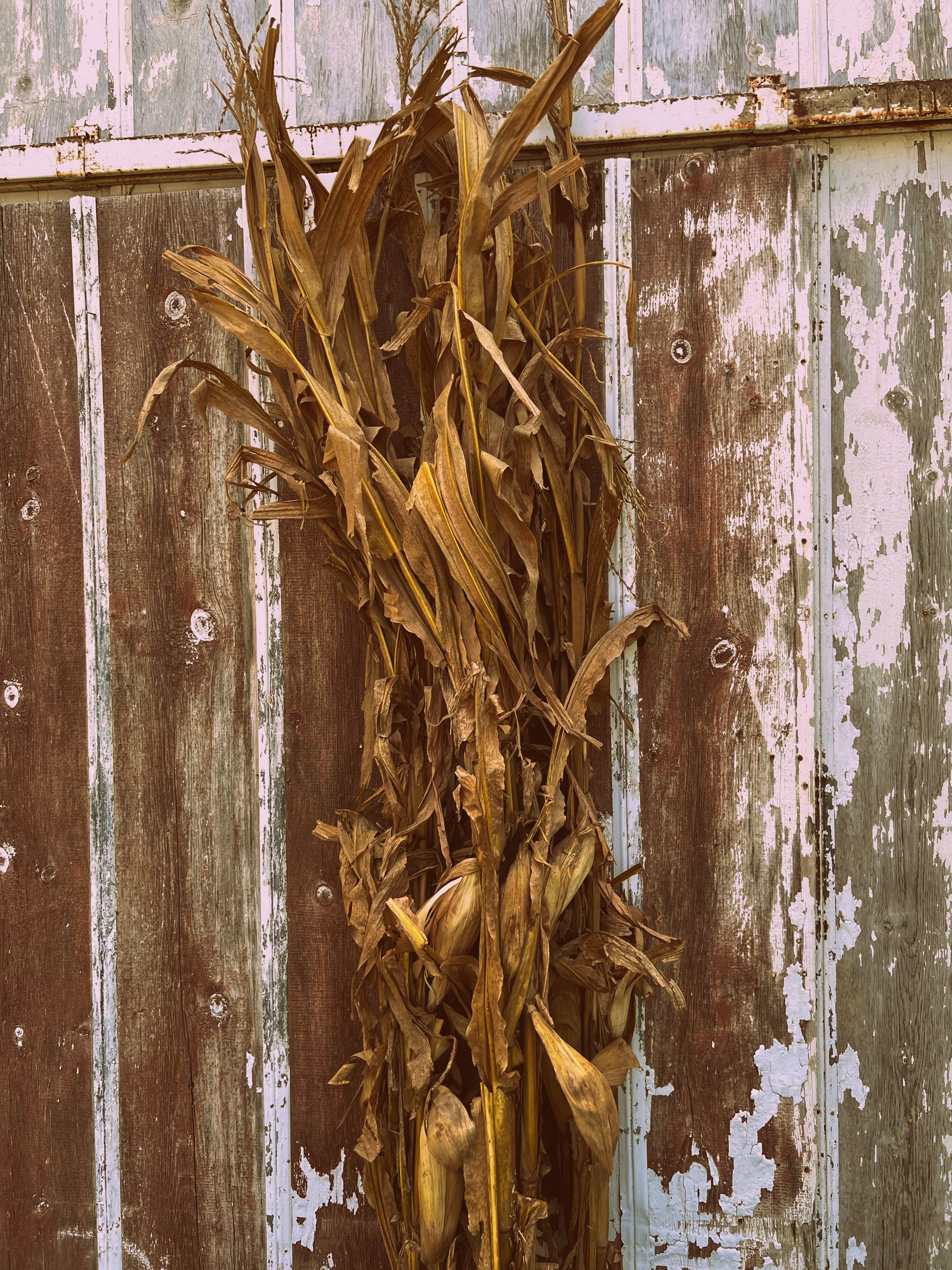 corn-stalks-3.jpg