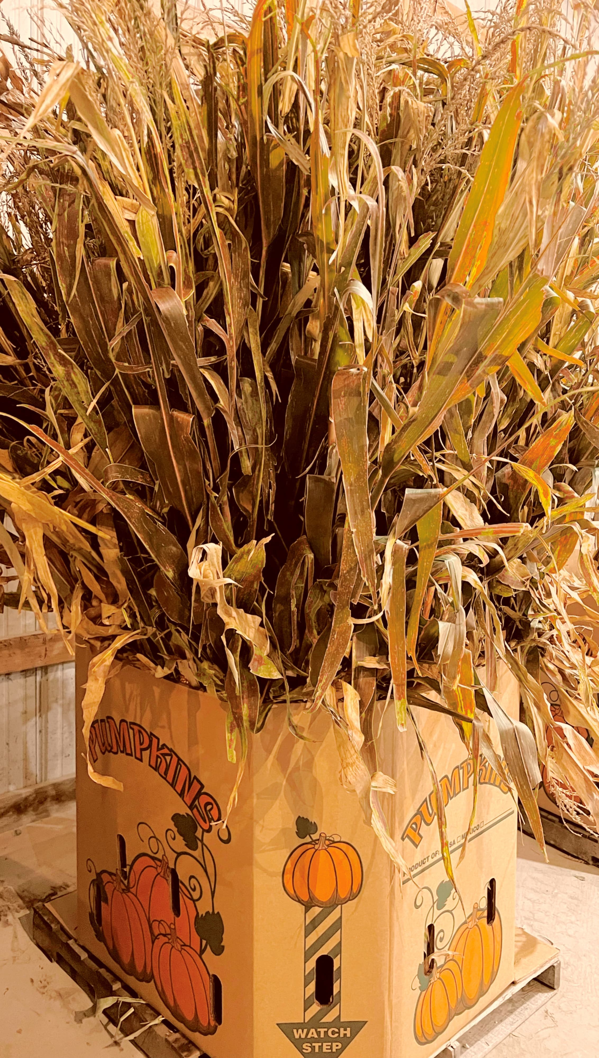 corn-stalks.jpg