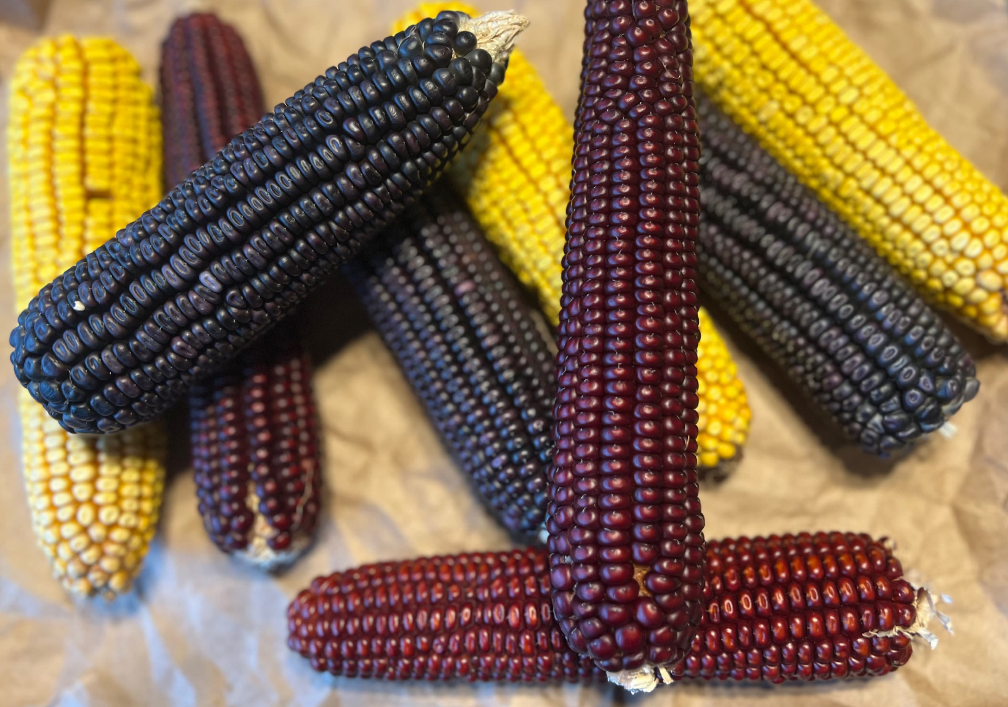 mixed-ear-corn.jpg