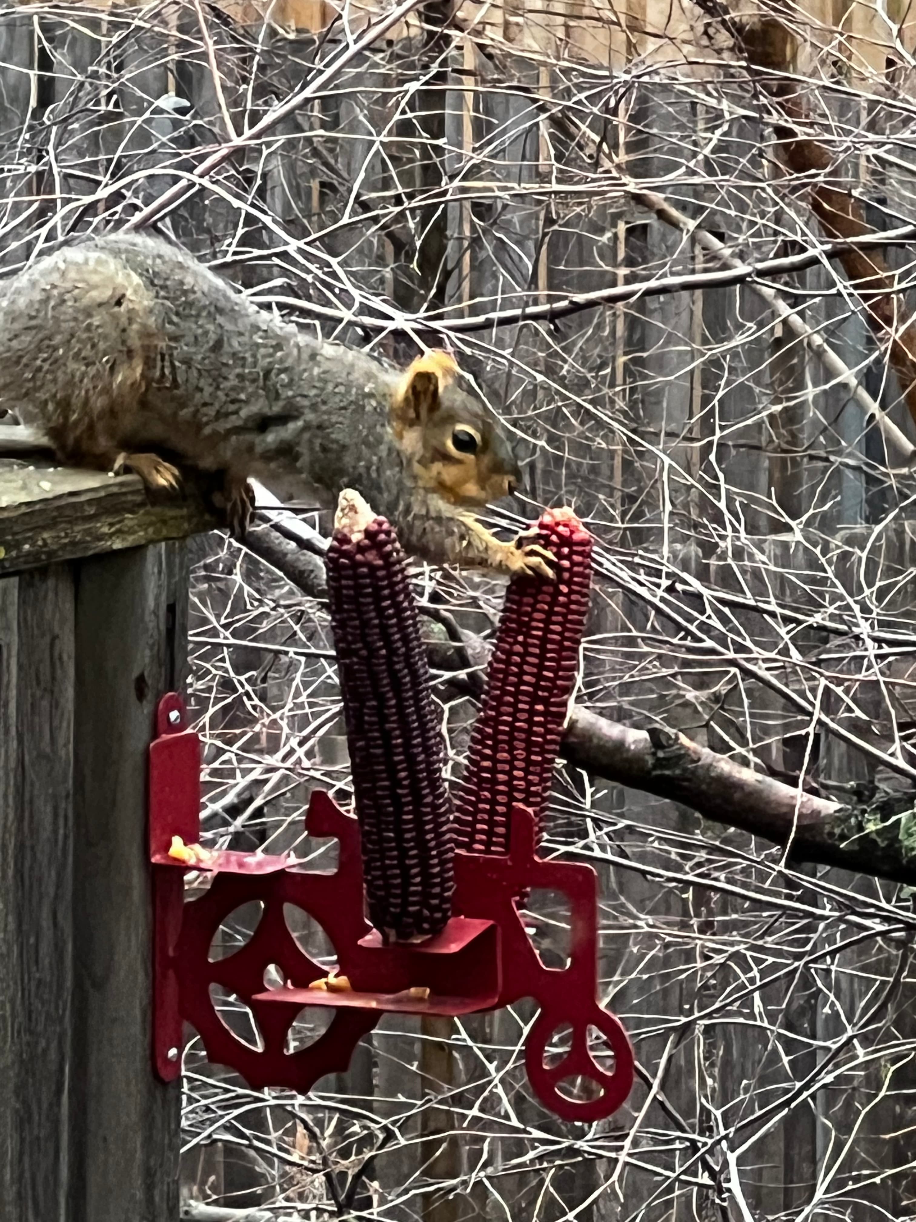 squirrel-ear-corn-2.jpg