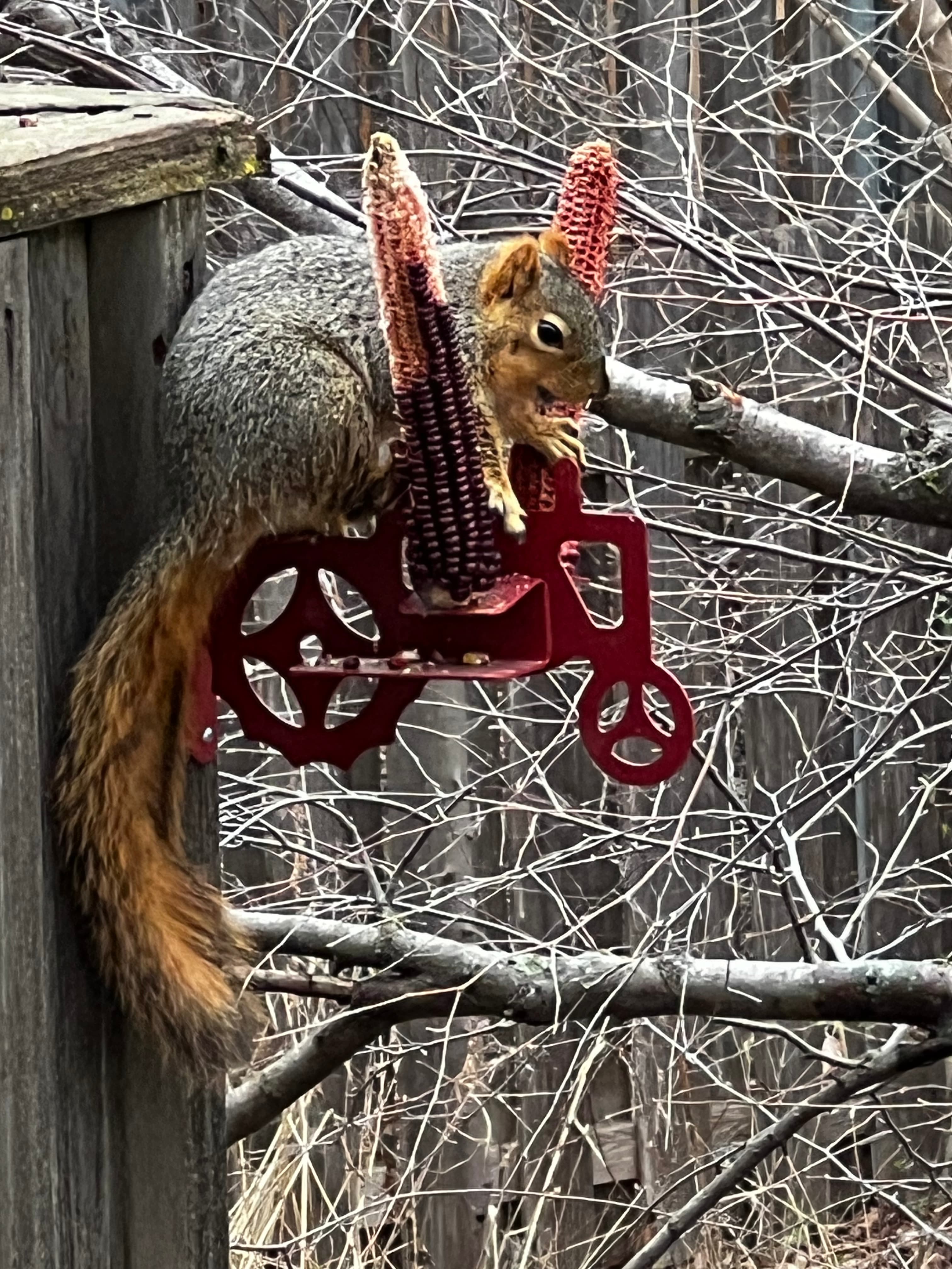 squirrel-ear-corn-3.jpg