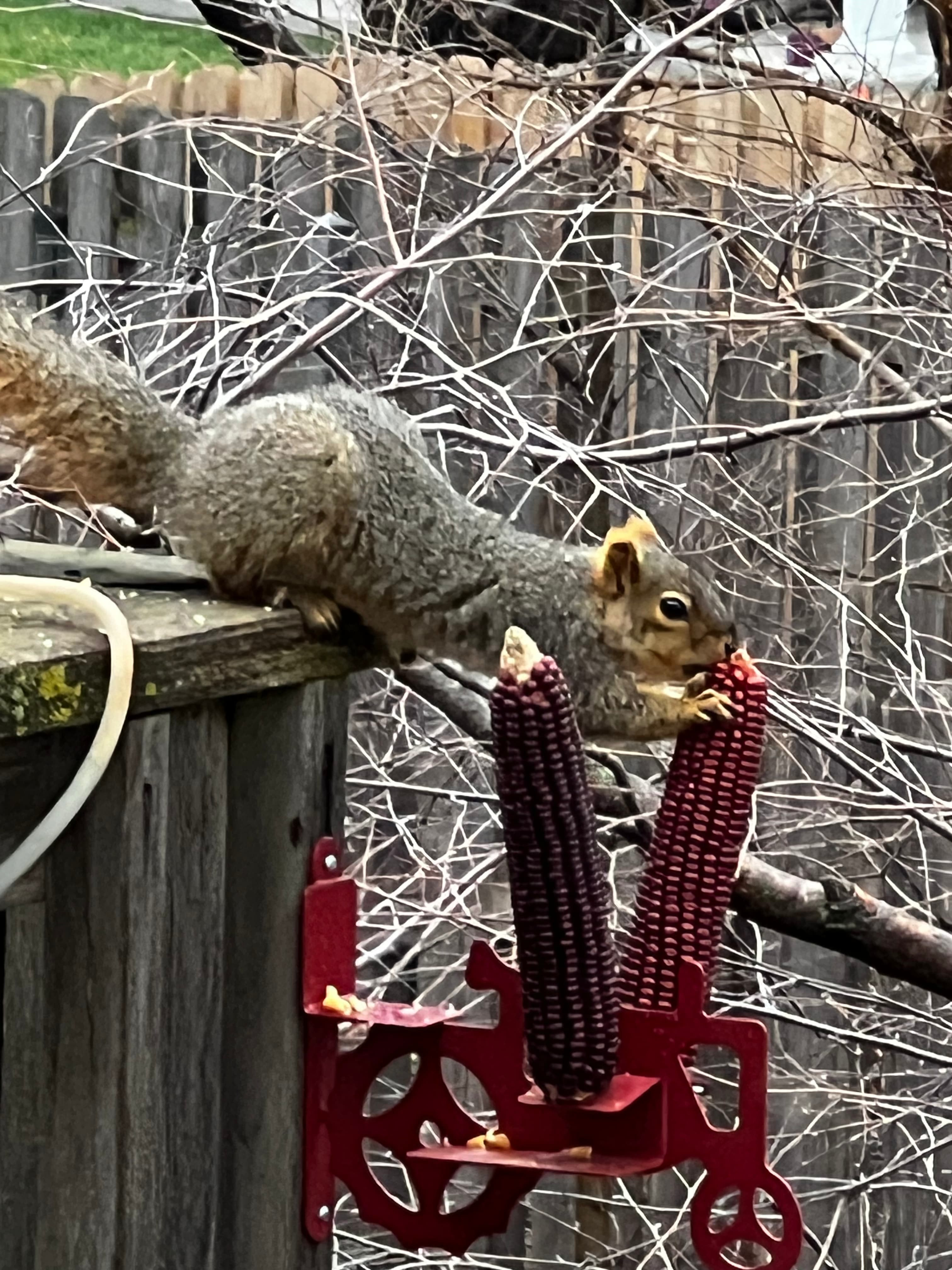 squirrel-ear-corn-4.jpg