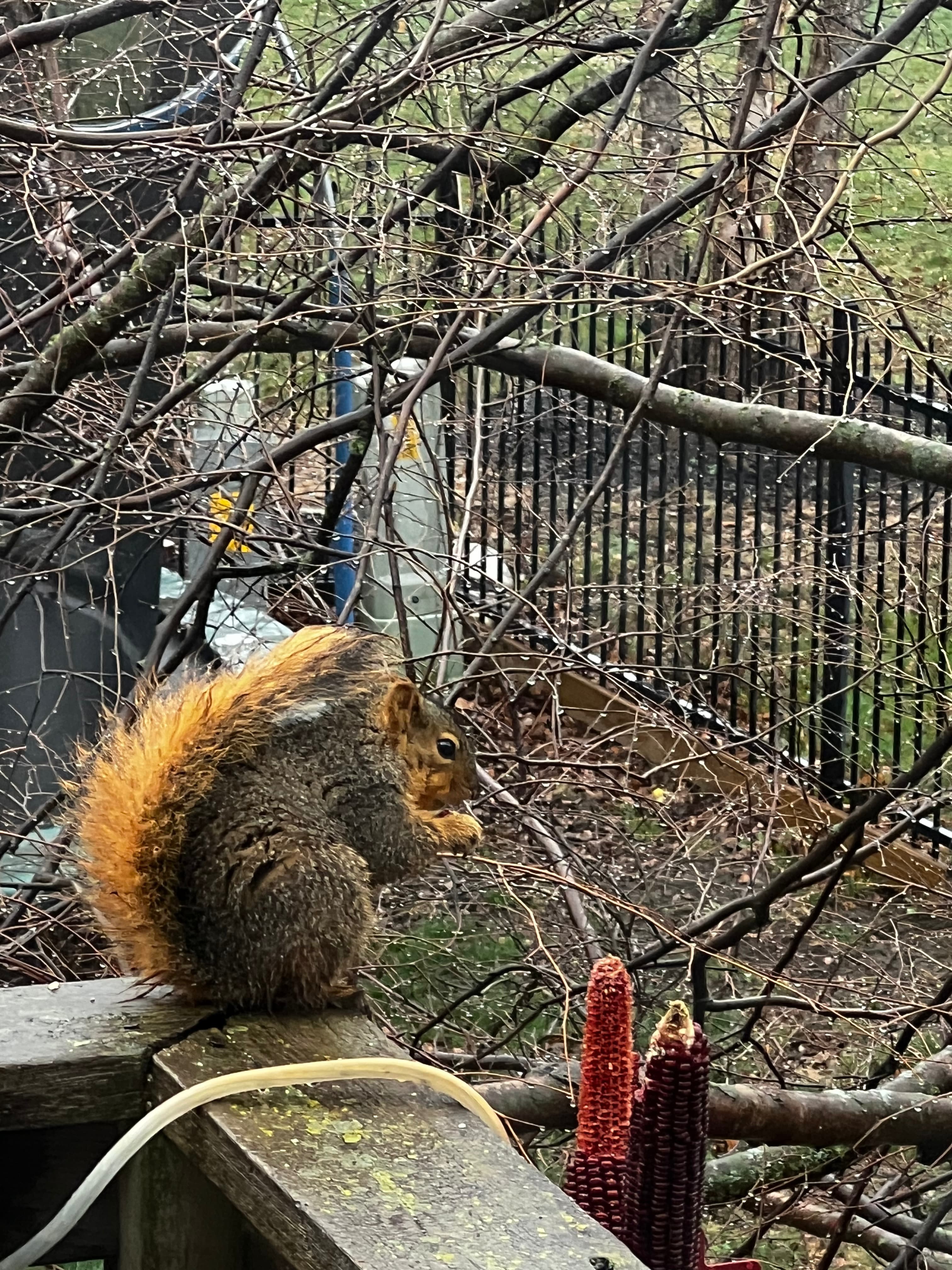 squirrel-ear-corn.jpg